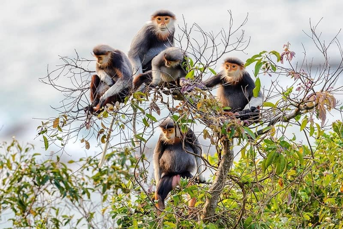 Wildlife spotting in Cat Ba National Park 